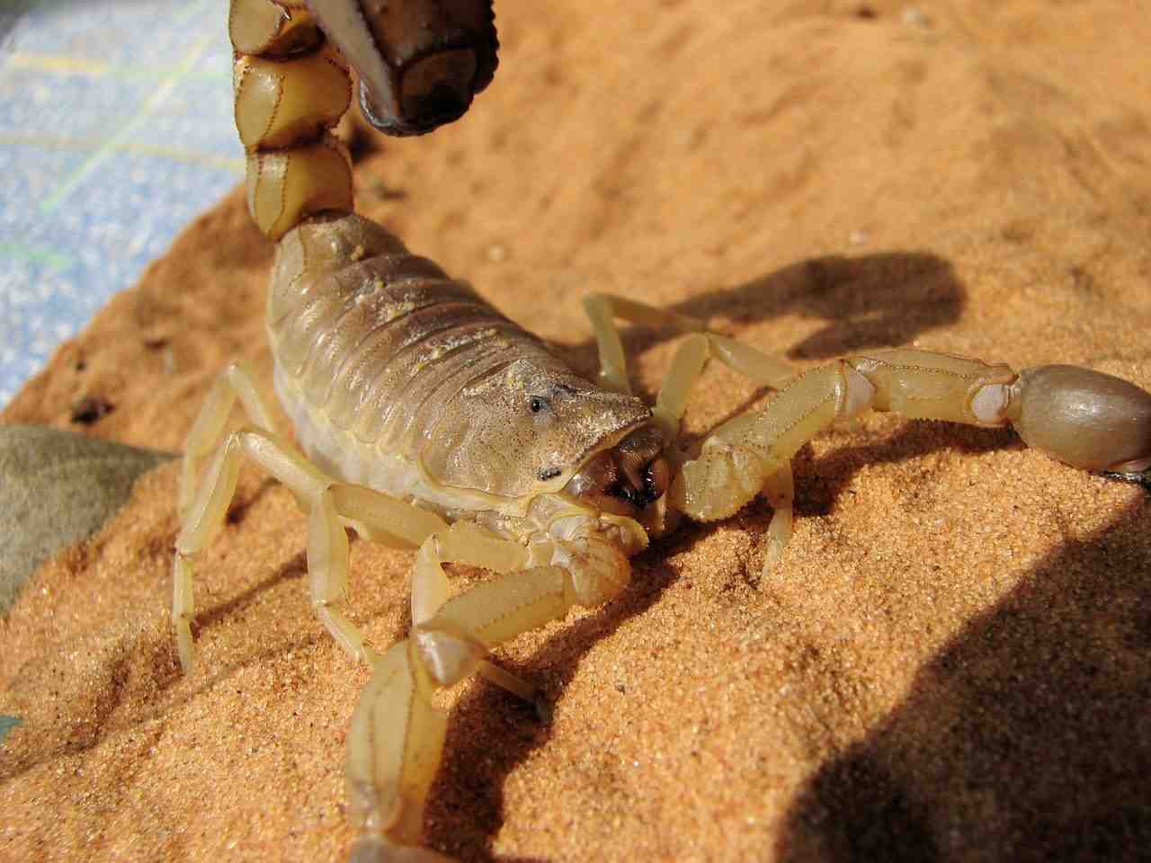 scorpion, femelle adulte gravide, venin toxique